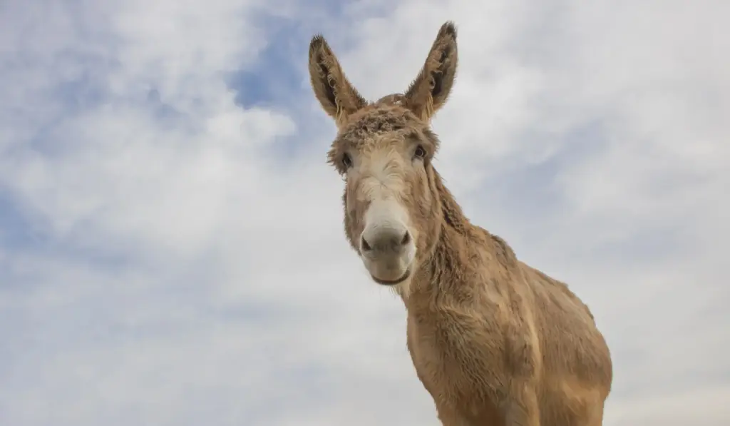 Dva magarca koji nose Krista od jaslica do križa