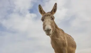 Dva magarca koji nose Krista od jaslica do križa